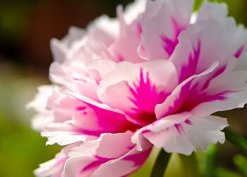 As 4 plantas mais fáceis de multiplicar no jardim