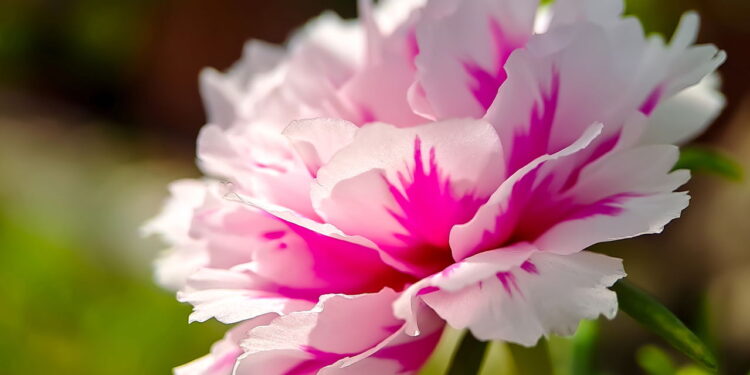 As 4 plantas mais fáceis de multiplicar no jardim