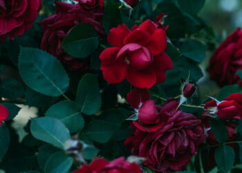 Esses métodos são infalíveis parar ter um jardim excepcional de rosas em casa!