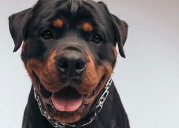 As 10 raças de cachorro mais queridas do Brasil em 2025