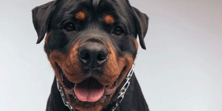 As 10 raças de cachorro mais queridas do Brasil em 2025