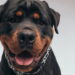 As 10 raças de cachorro mais queridas do Brasil em 2025