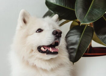 As 5 raças de cachorro mais caras do mundo em 2025