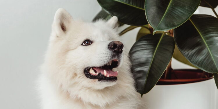 As 5 raças de cachorro mais caras do mundo em 2025