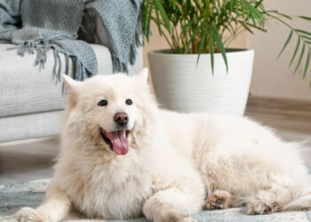 As 5 raças de cachorro mais caras do mundo em 2025