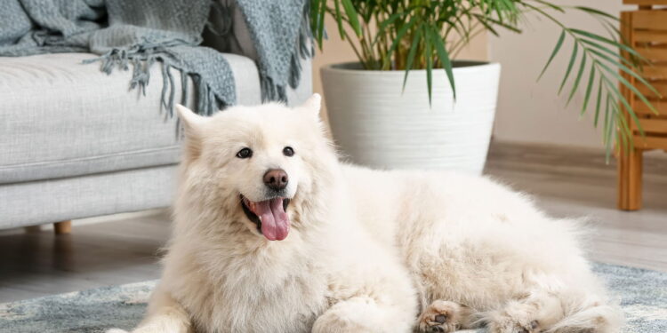 As 5 raças de cachorro mais caras do mundo em 2025