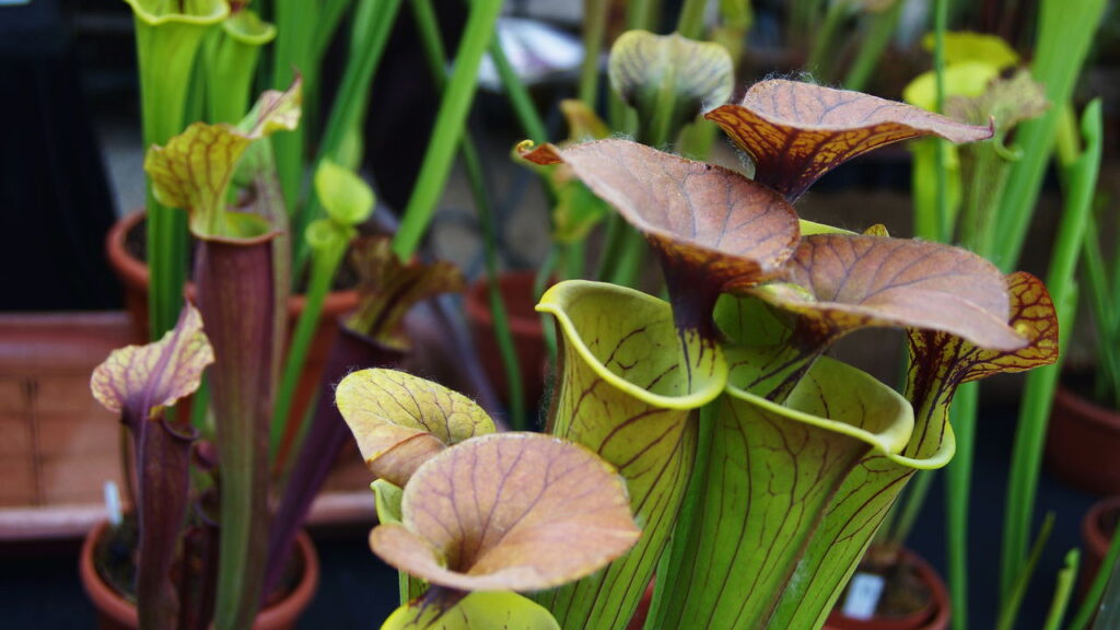 As 4 plantas carnívoras mais fáceis de cultivar em casa