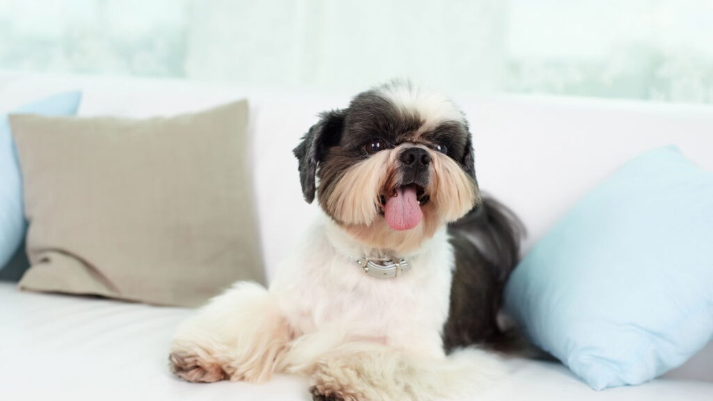 Os nomes mais lindos e populares para Shih Tzu