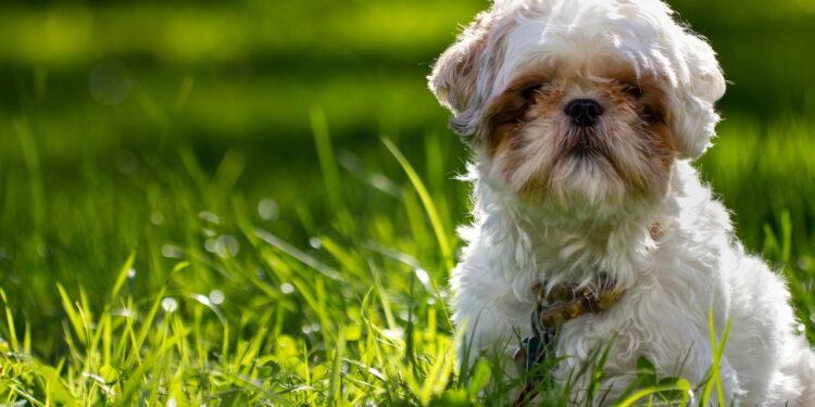 As melhores raças de cães calmos para apartamento em 2025