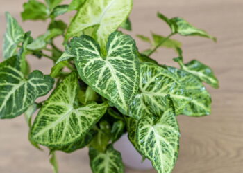 As 3 plantas perfeitas para propagar só com água