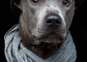 As 5 raças de cães mais raras e incríveis que você nunca viu