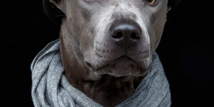 As 5 raças de cães mais raras e incríveis que você nunca viu