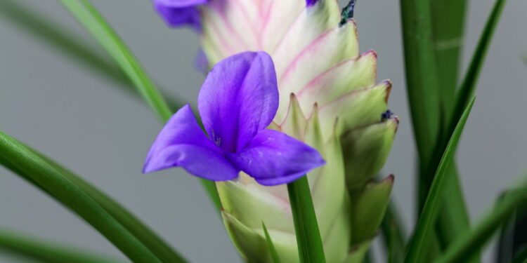 As 5 plantas mais exóticas para ter casa