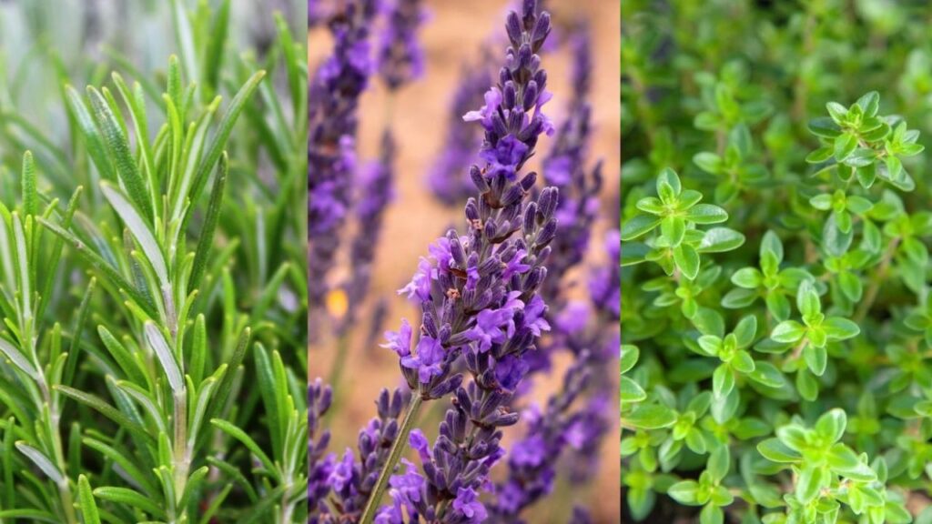 As 6 plantas para crescerem juntas e deixarem a sua casa ainda mais bonita