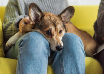 O poder dos pets que conquistam corações e transformam famílias em 2025