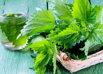 Essa erva que parece comum pode transformar sua saúde e se quintal!