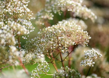 Planta medicinal encanta pela facilidade no cultivo e ótimos benefícios medicinais!