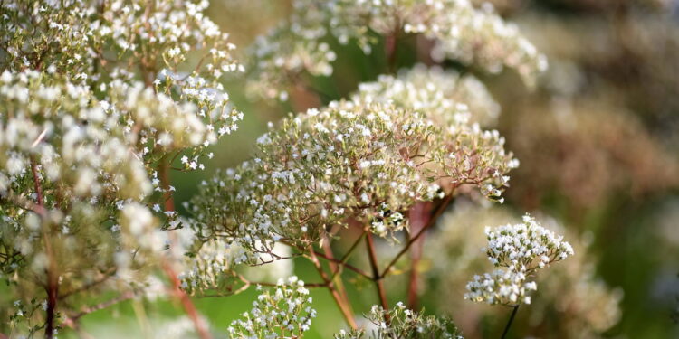 Planta medicinal encanta pela facilidade no cultivo e ótimos benefícios medicinais!