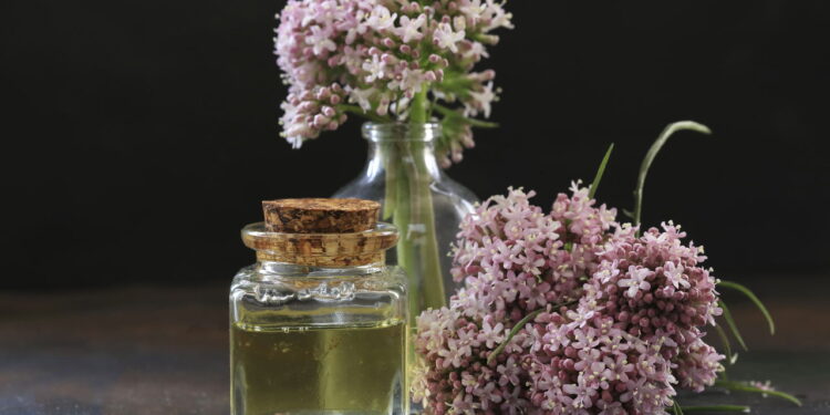 Planta amada por aliviar o estresse e ajudar no sono ainda é fácil de cultivar!