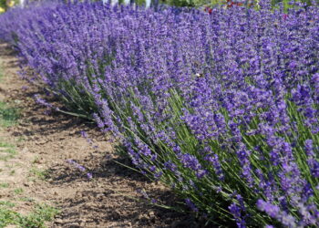 Essa flor encantadora conquista corações com sua beleza e sem dificuldade no cultivo!