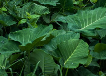 As 4 plantas comestíveis mais surpreendentes que você já viu