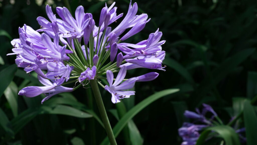 As 3 melhores plantas que valorizam a calçada da sua casa