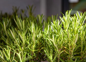 Plantas que mantêm o banheiro sempre cheiroso e livre de pragas