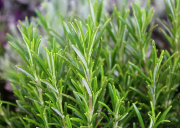 As ervas que todo mundo deveria ter em casa contra insetos e mau cheiro