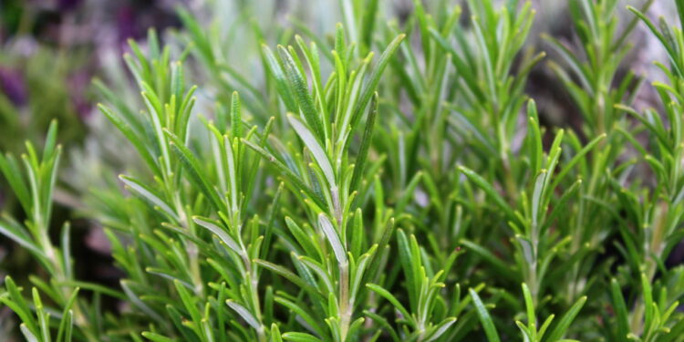 As ervas que todo mundo deveria ter em casa contra insetos e mau cheiro