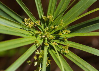 As 3 melhores plantas para purificar a água naturalmente
