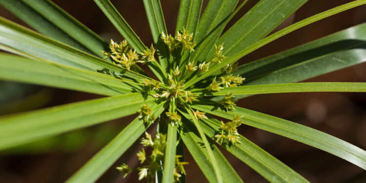 As 3 melhores plantas para purificar a água naturalmente