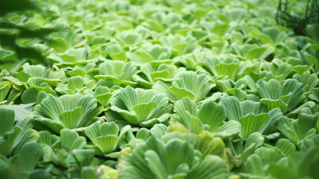 As 3 melhores plantas para purificar a água naturalmente