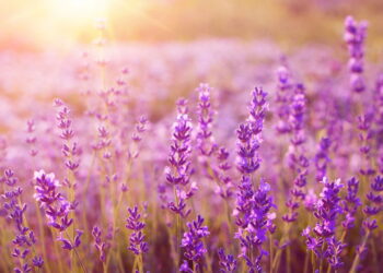 Brasileiros redescobrem planta antiga com efeitos incríveis no corpo