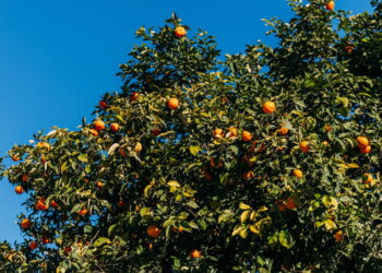 As 7 melhores árvores frutíferas para plantar em solo argiloso