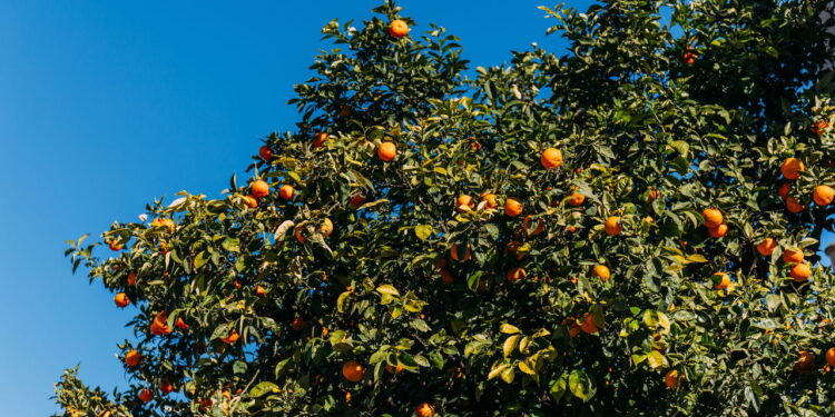 As 7 melhores árvores frutíferas para plantar em solo argiloso
