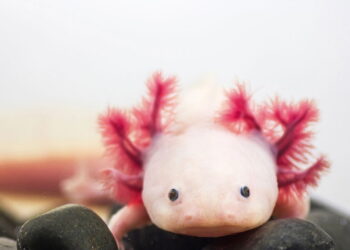 Esse bichinho fofo virou o queridinho dos aquários mas poucos sabem por quê