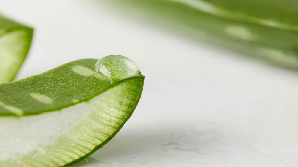 As 4 plantas mais eficazes contra queda de cabelo para ter em casa