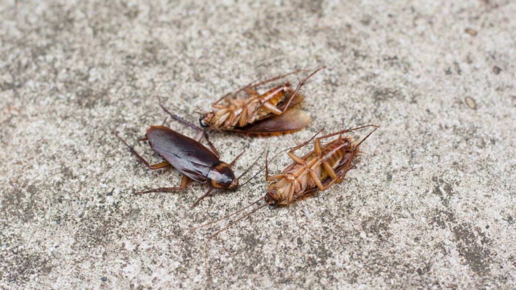 Se sente esse cheiro na cozinha prepare-se: pode ser uma praga