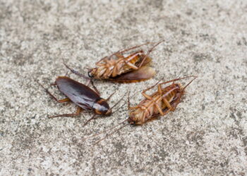 Apenas uma folha: como se livrar de baratas de forma natural e segura