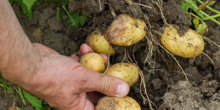 Aprenda a ter um dos alimentos mais consumidos do mundo em seu quintal hoje!