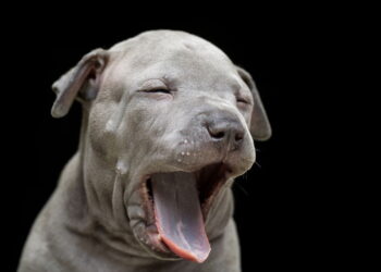 O verdadeiro motivo por trás do bocejo dos cães vai surpreender