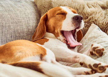 O que significa quando seu cachorro ocupa seu travesseiro para dormir segundo um veterinário