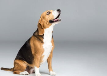 Espacialistas explicam o comportamento dos cães que escolhem para quem latir