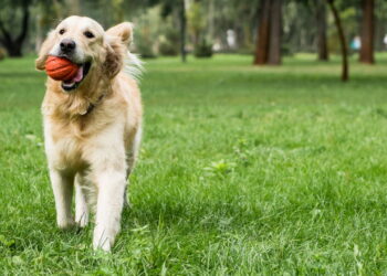 A melhor rotina para deixar seu cachorro mais calmo e saudável