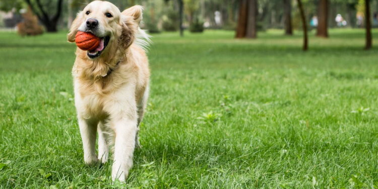 A melhor rotina para deixar seu cachorro mais calmo e saudável