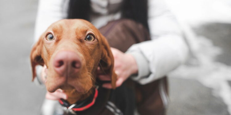 O que significa para seu cão olhar nos olhos por muito tempo