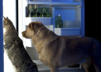 Os 7 alimentos mais perigosos para pets que você deve evitar agora