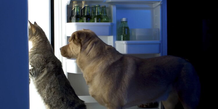 Os 7 alimentos mais perigosos para pets que você deve evitar agora