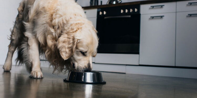 Os piores erros ao deixar o cachorro sozinho em casa