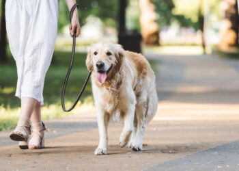 A melhor forma de acostumar seu pet à coleira sem estresse